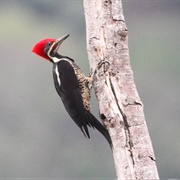 Lineated Woodpecker (Dryocopus Lineatus)
