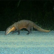 Collared Mongoose