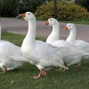 Goose