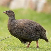Cape Francolin
