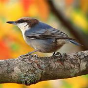 Brown-Headed Nuthatch