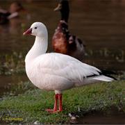 Snow Goose