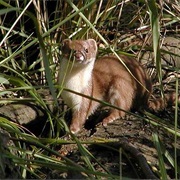Colombian Weasel