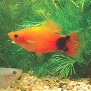 Platy