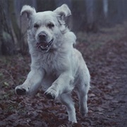 If Dogs Howl at Night It's a Bad Omen