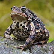 Toad