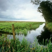 Nene Washes