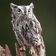 Eastern Screech-Owl