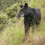 Mountain Tapir