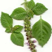 Holy Basil