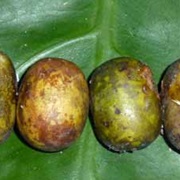 Nepali Hog Plum (Choerospondias Axillaris)