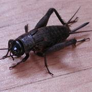 Cricket / Grasshopper