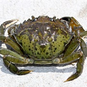 European Shore Crab