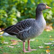 Graylag Goose