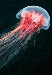 Prince Jellyfish (Hunter S Thompson)