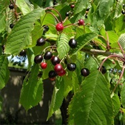 Black Cherry (Prunus Serotina)