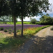 Purple Haze Lavender Farm (Sequim)