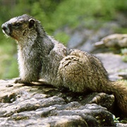 Hoary Marmot