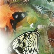 Wye Valley Butterfly Zoo