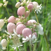 Bladder Campion (Silene Vulgaris)