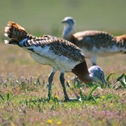 Castro Verde, Portugal