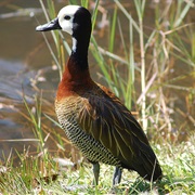 White-Faced Whistling-Duck
