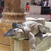 Nimes Crocodile