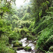 Nyungwe Forest National Park