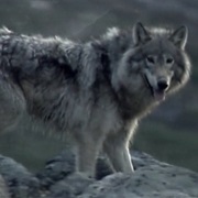 Labrador Wolf