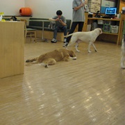 Dog Cafe