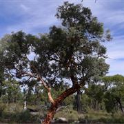 Wandoo National Park (WA)