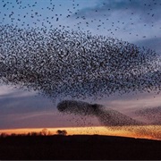 Starlings