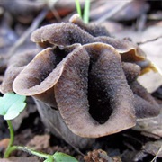 Horn of Plenty (Craterellus Cornucopioides)