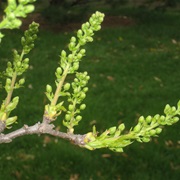 Yellowhorn (Xanthoceras Sorbifolium)