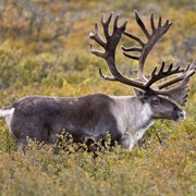 Caribou