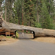 Sequoia Tree Tunnels, Sequoia National Park, California