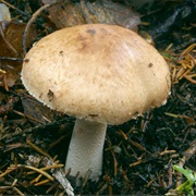 Scaly Wood Mushroom (Agaricus Silvaticus)