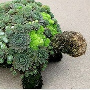 Grow a Succulent Turtle