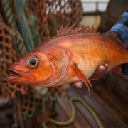 Chilipepper (Aka: Chili, Californian Red Snapper)