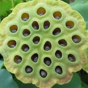 Trypophobia - Fear of Clusters of Holes