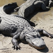 Alligators