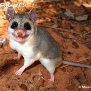 Bushy-Tailed Opossum