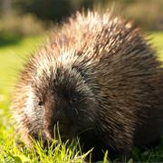 Porcupine
