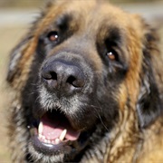 Estrela Mountain Dog