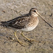 Common Snipe