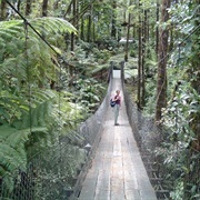 Visited a Rainforest