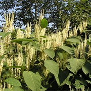 Asian Knotweed (Fallopia Japonica)