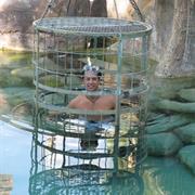 Cage Dive With Something Dangerous