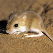 Hairy-Footed Gerbil