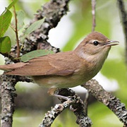 Garden Warbler